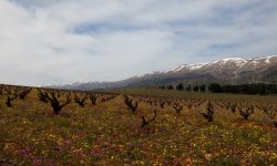 Entdecken Sie Chateau Kefraya