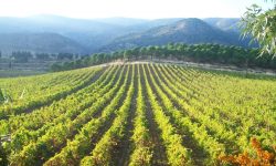 Entdecken Sie Chateau Musar